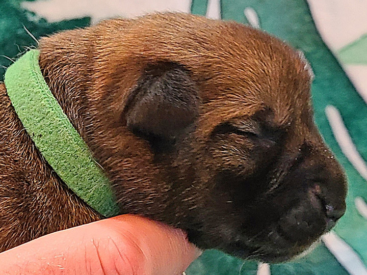 chinook puppy